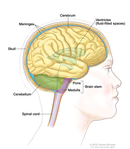 •شکل شماتیک آناتومی مغز: Anatomy of the brain
