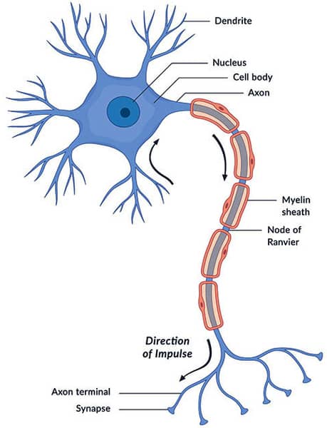 •شکل شماتیک سلول عصبی: neurons