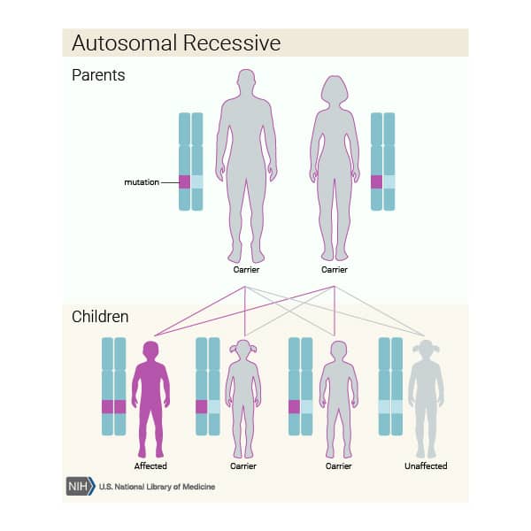 •وارثت بیماری تای‌ساکس: autosomal recessive pattern