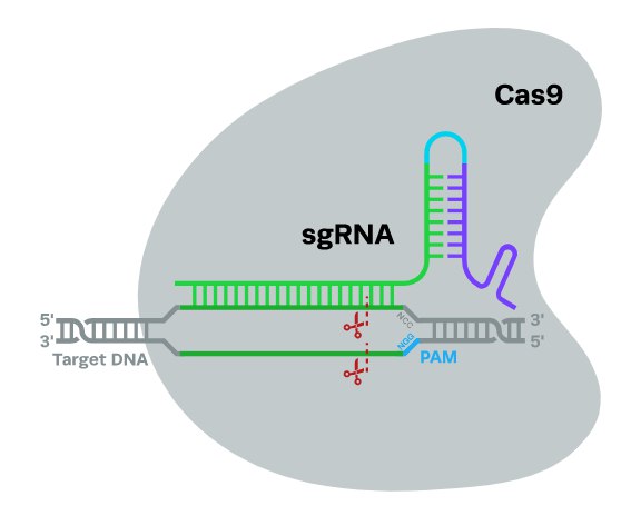 سیستم CRISPR-CAS9 شامل یک RNA راهنما و نوکلئاز Cas9 است که با هم یک کمپلکس ریبونوکلئوزوم را تشکیل می‌دهند.