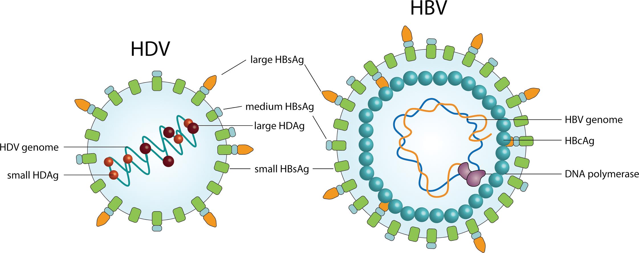 تفاوت ساختار ویروس هپاتیت B و هپاتیت D