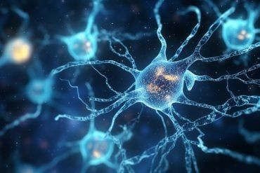 ارتباط بین ساختار مغز و فرایندهای شناختی