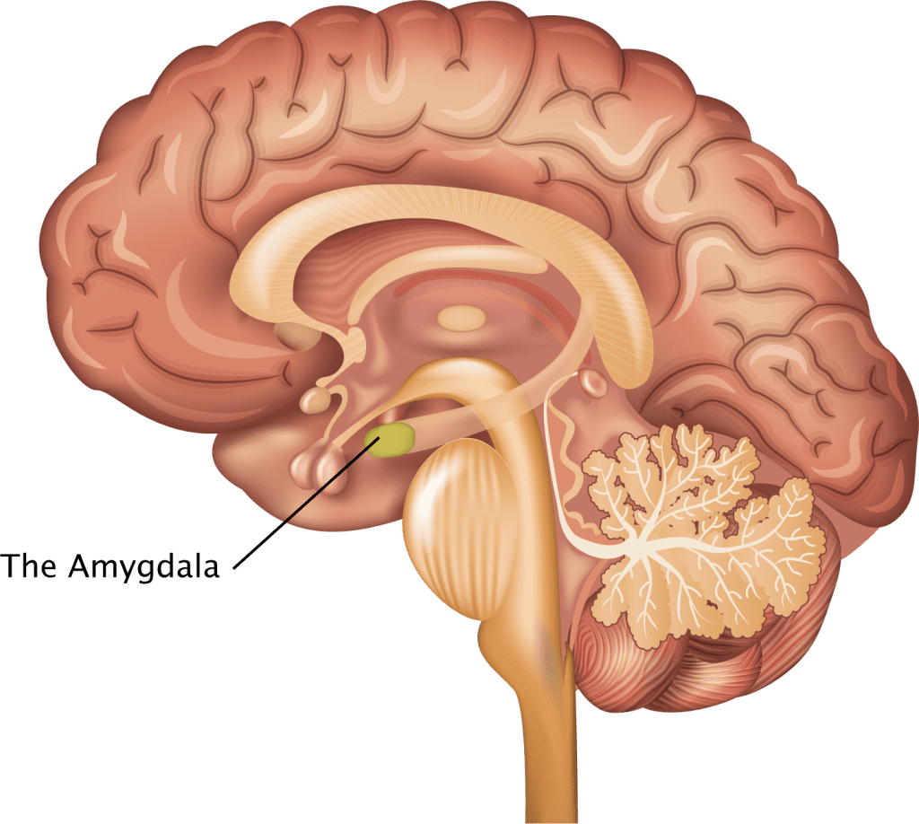 آمیگدال، یکی از قسمت های مغز