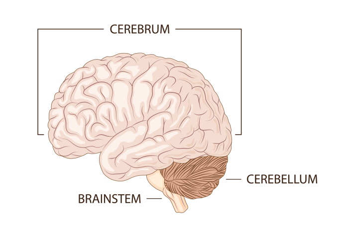 سه قسمت اصلی در آناتومی مغز