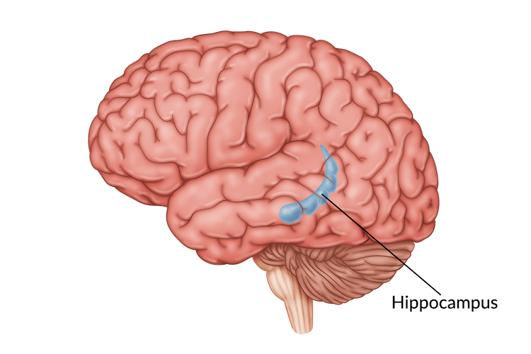هیپوکمپ، یکی از بخش های مغز