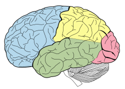 چهار لوب اصلی ساختار مغز
