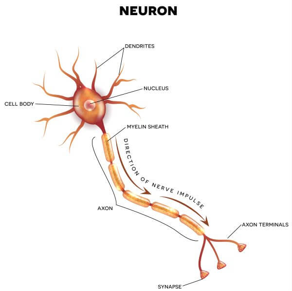 نمایی از یک سلول عصبی(نورون)