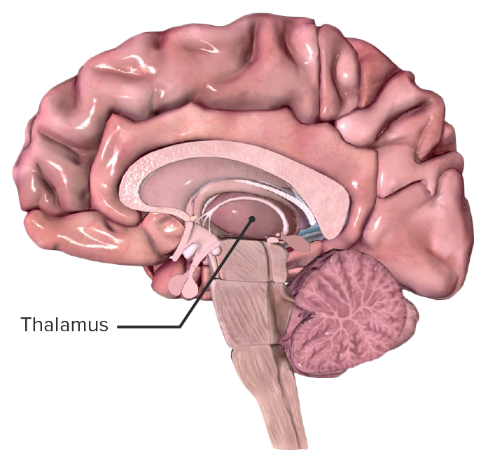 تالاموس یکی از موقعیت های مهم جغرافیایی مغز