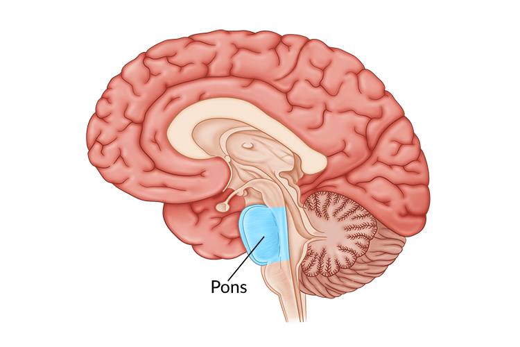 پل مغزی یکی از مهم ترین ساختار های مغز