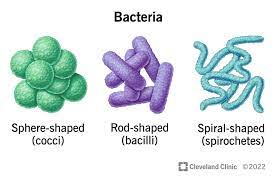 اشکال مختلف باکتری‌‌ها