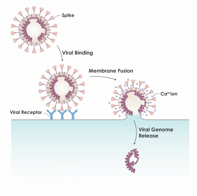 ورود ویروس به سلول میزبان
