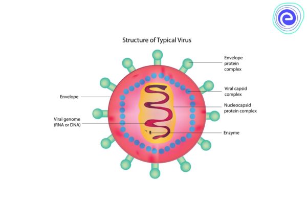 ساختار و اجزای مختلف ویروس