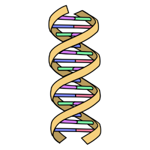 نمایشی از تصویر DNA