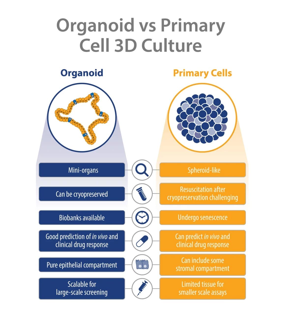 ارگانوئید در مقایسه با کشت سه بعدی سلول