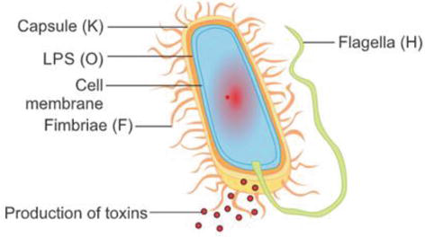 ساختار آنتی‌ژنی باکتری اشریشیاکلای