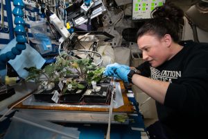 فرایند کشت سلول و پرورش گیاه در ایستگاه فضایی بین‌المللی