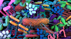 متاژنومیک در مطالعه میکروارگانیسم‌ها