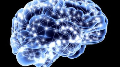ارتباط بین مغز و رفتار