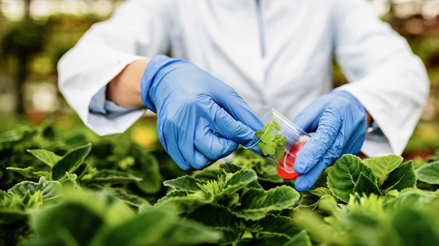 ‌GMOمهندسی ژنتیک در دارو و درمان مهندسی ژنتیک در صنایع غذایی مهندسی ژنتیک در کشاورزی محصولات تراریخته 
