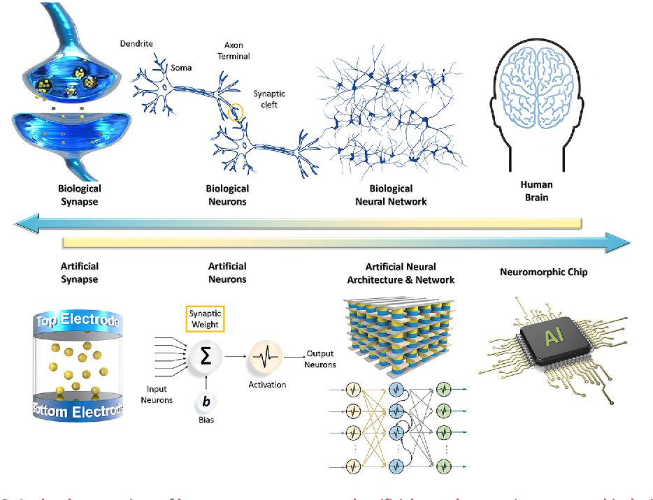 بازسازی مغز انسان (از سیناپس تا نورون)
