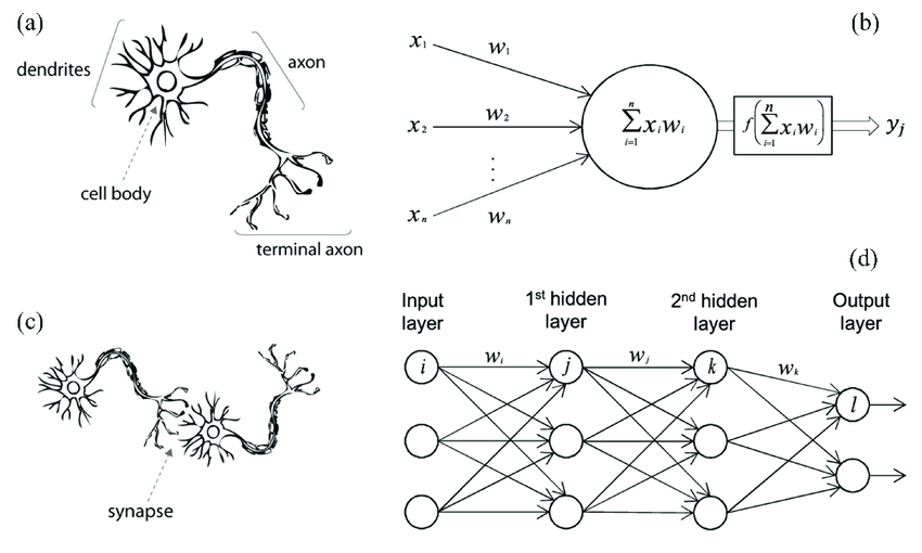 شبکه عصبی