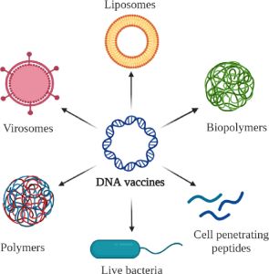واکسن‌های DNA در داخل این عوامل قرار می‌گیرند و به سلول‌های بدن می‌رسند.