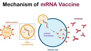 مکانیسم اثر واکسن mRNA