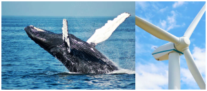 الهام از باله‌ی نهنگ برای ساخت توربین‌های بادی