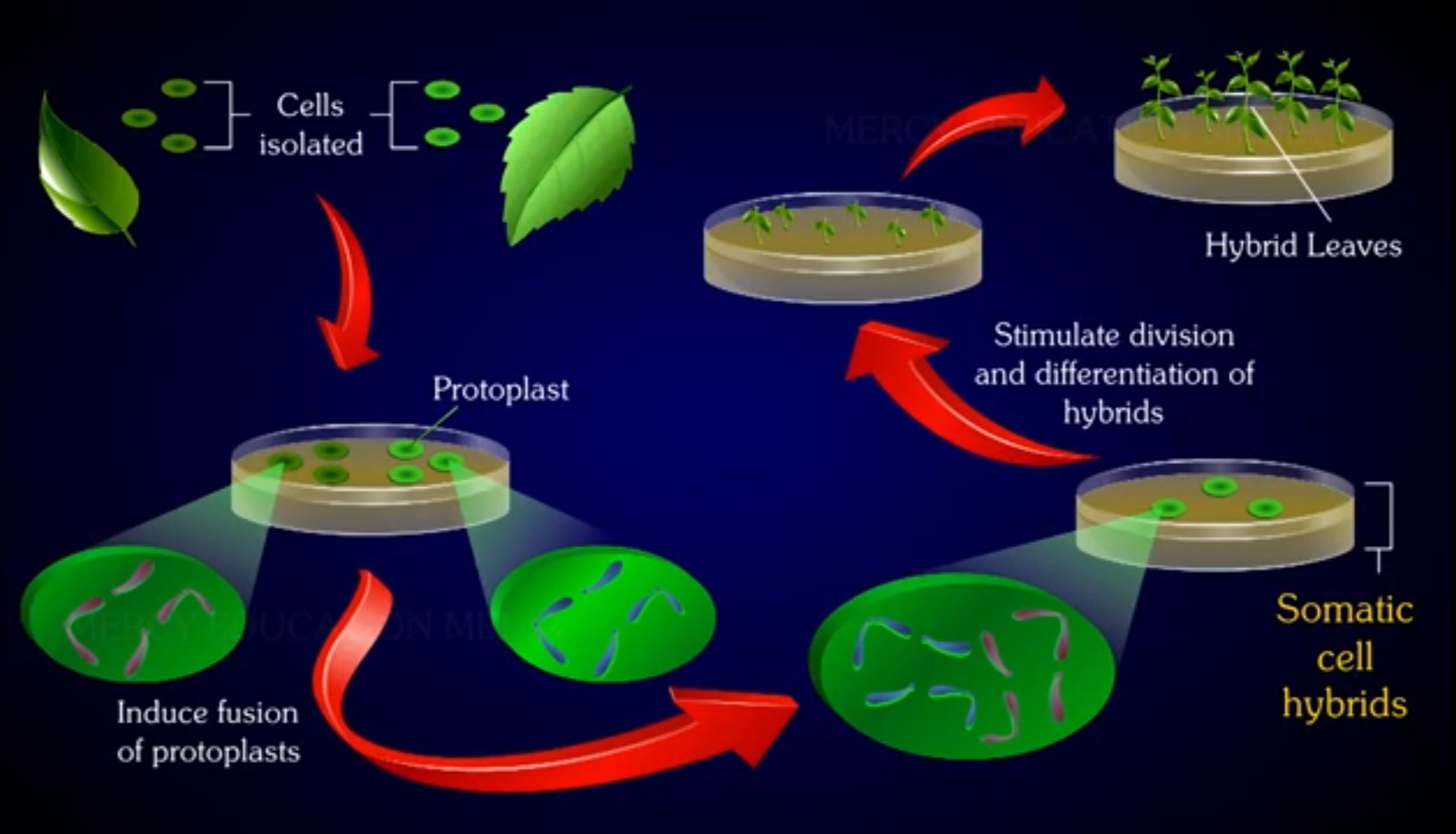 همجوشی پروتوپلاست‌ها و تشکیل سلول‌های هیبریدی