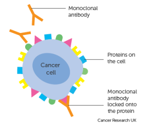 آنتی‌بادی‌های منوکلونال سلول‌های سرطانی را مورد هدف قرار می‌دهند.