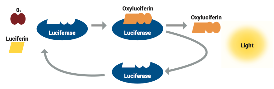 لوسیفرین در واکنش با اکسیژن موجب تولید نور می‌شود؛ همچنین لوسیفراز به تسریع واکنش کمک می‌کند.