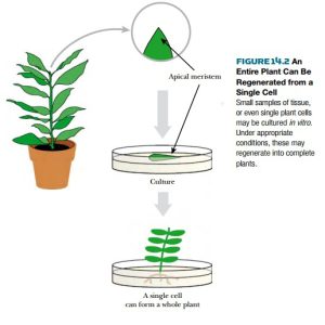 از یک سلول منفرد می‌توان یک گیاه کامل را ایجاد کرد.