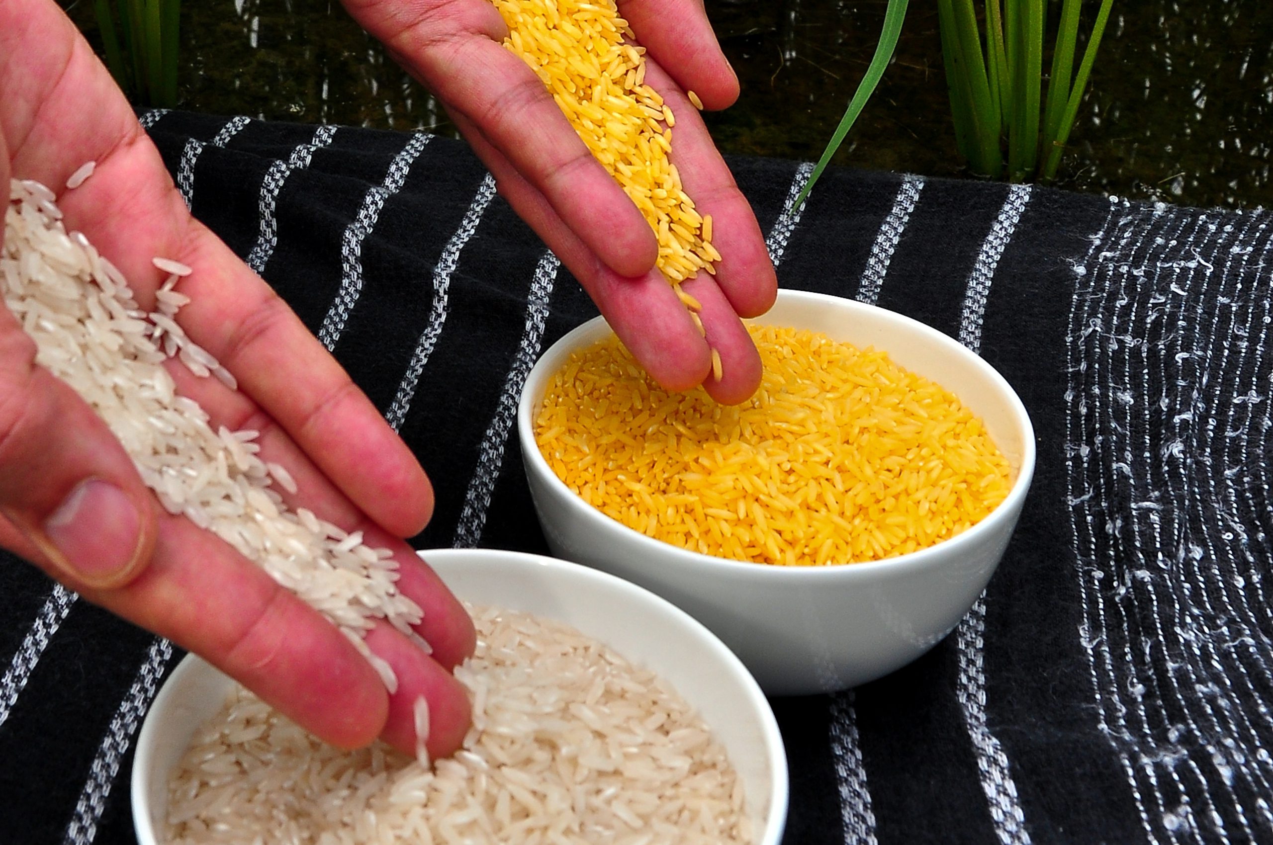 برنج طلایی (دارای ویتامین A)