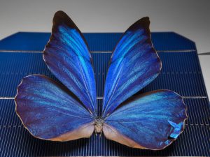 الهام از بال‌های پروانه برای ساخت سلول‌های خورشیدی