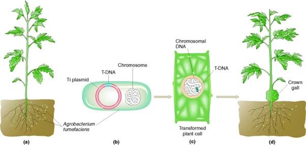 مراحل انتقال ژن با واسطه‌ی Agrobacterium
