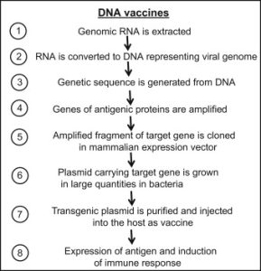 مراحل ساخت واکسن DNA
