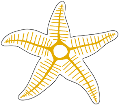 اعصاب ستاره دریایی