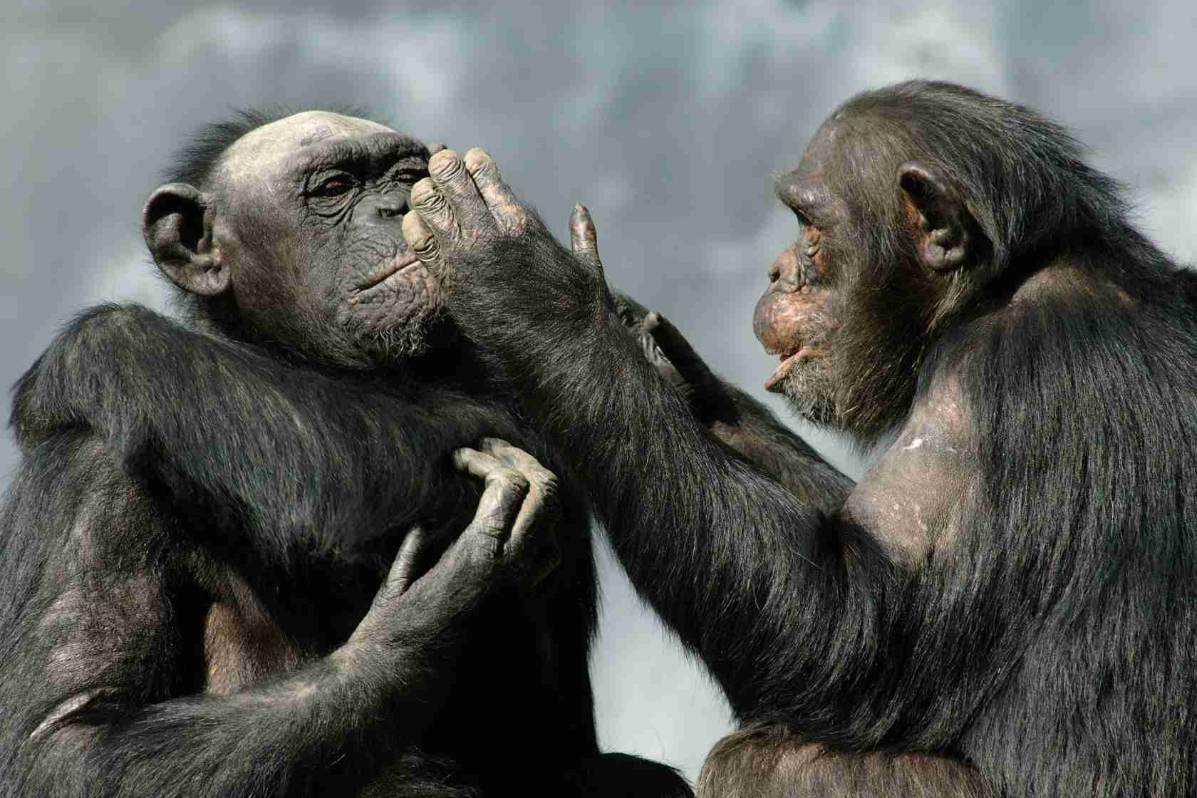 ارتباط شامپانزه ها