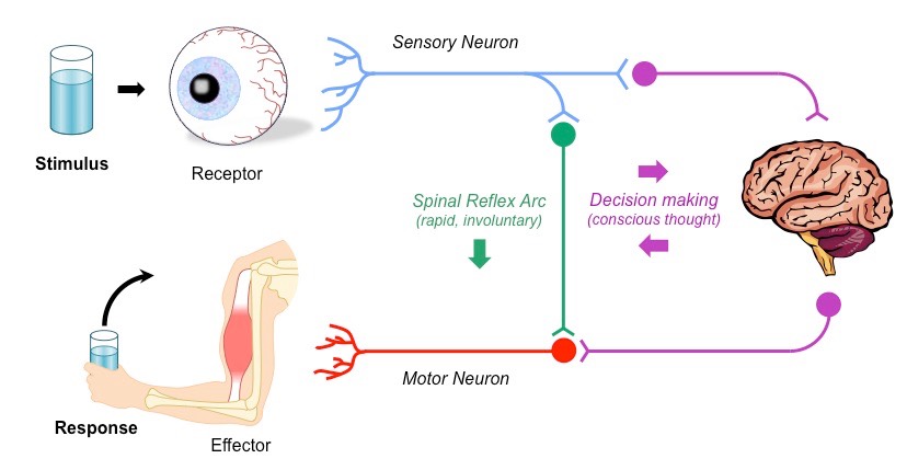نقش نورون ها در شکل گیری حافظه (اهمیت اتصالات عصبی)