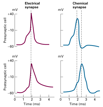 تفاوت سیناپس های الکتریکی و سیناپس های شیمیایی