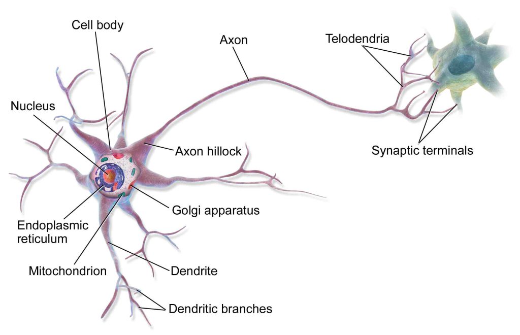 اتصالات عصبی