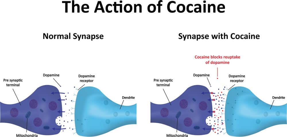 تاثیر کوکائین بر روی دوپامین