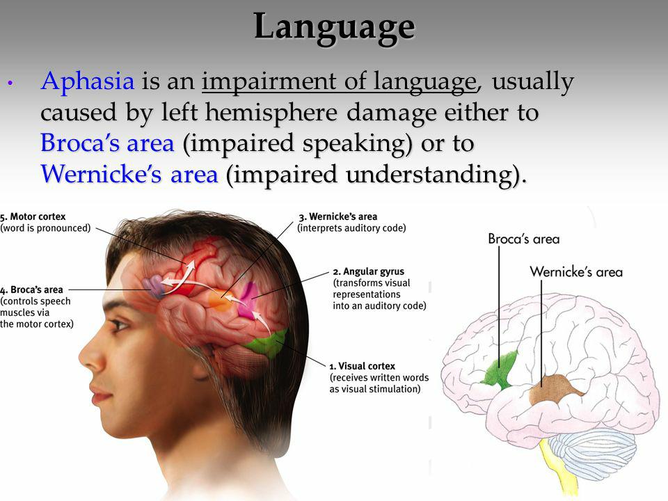 اعصاب و یادگیری زبان9