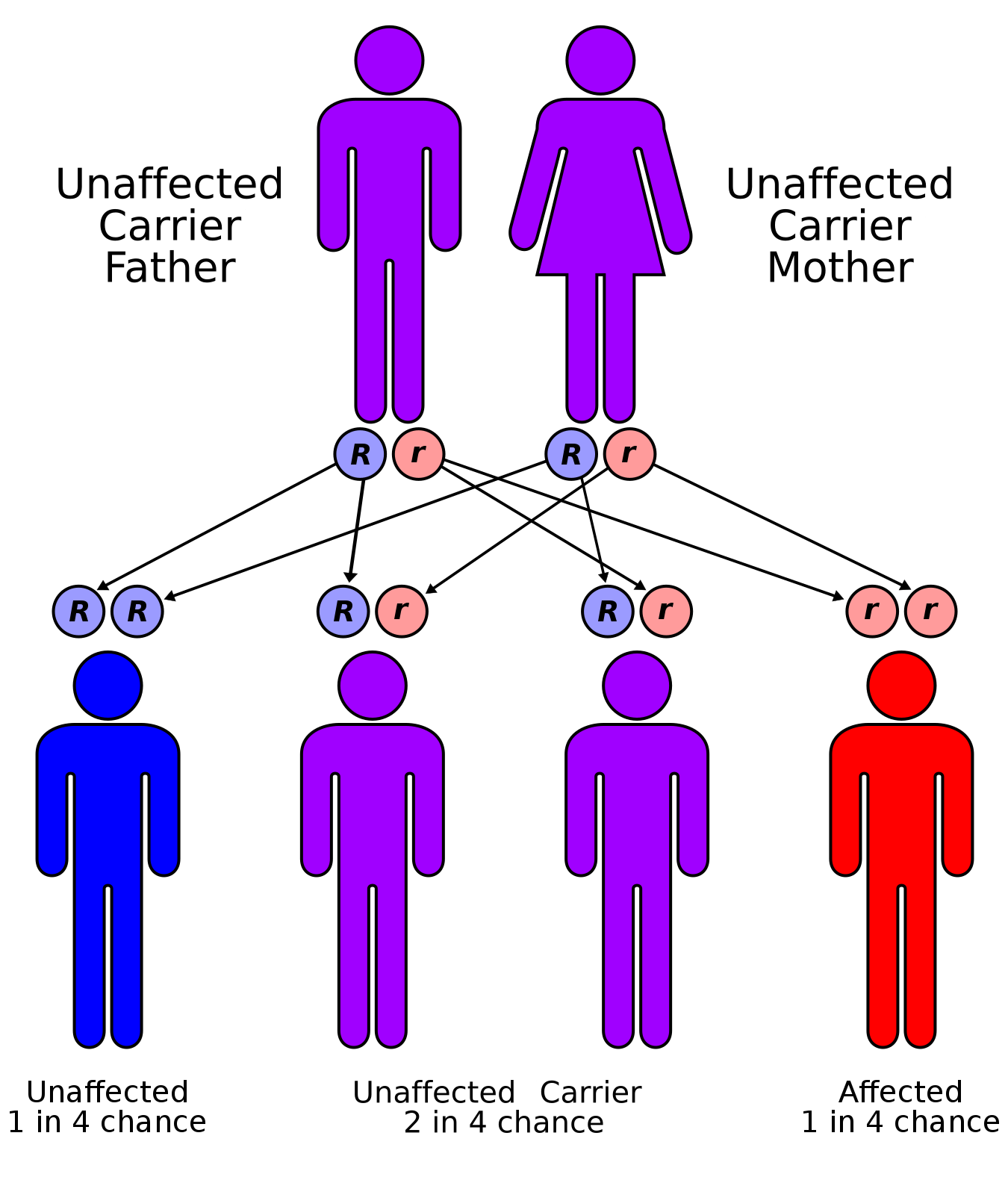 احتمال به‌ارث‌رسیدن ژن‌های بیماری‌زا از والدینی که سالم اما ناقل هستند.