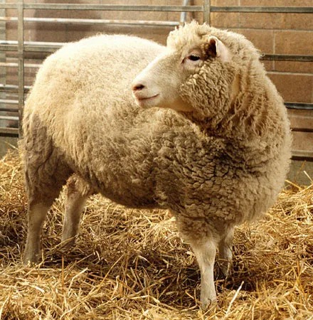 دالی، اولین گوسفند شبیه سازی شده
