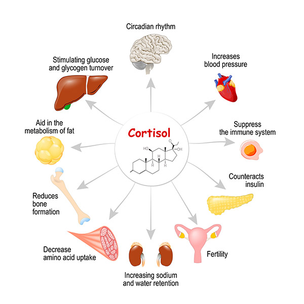 نقش کورتیزول در بدن
