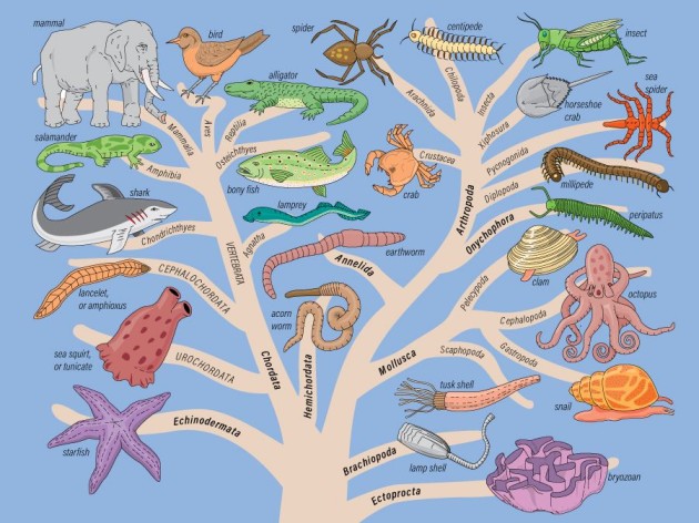 درخت فیلوژنتیک حیوانات