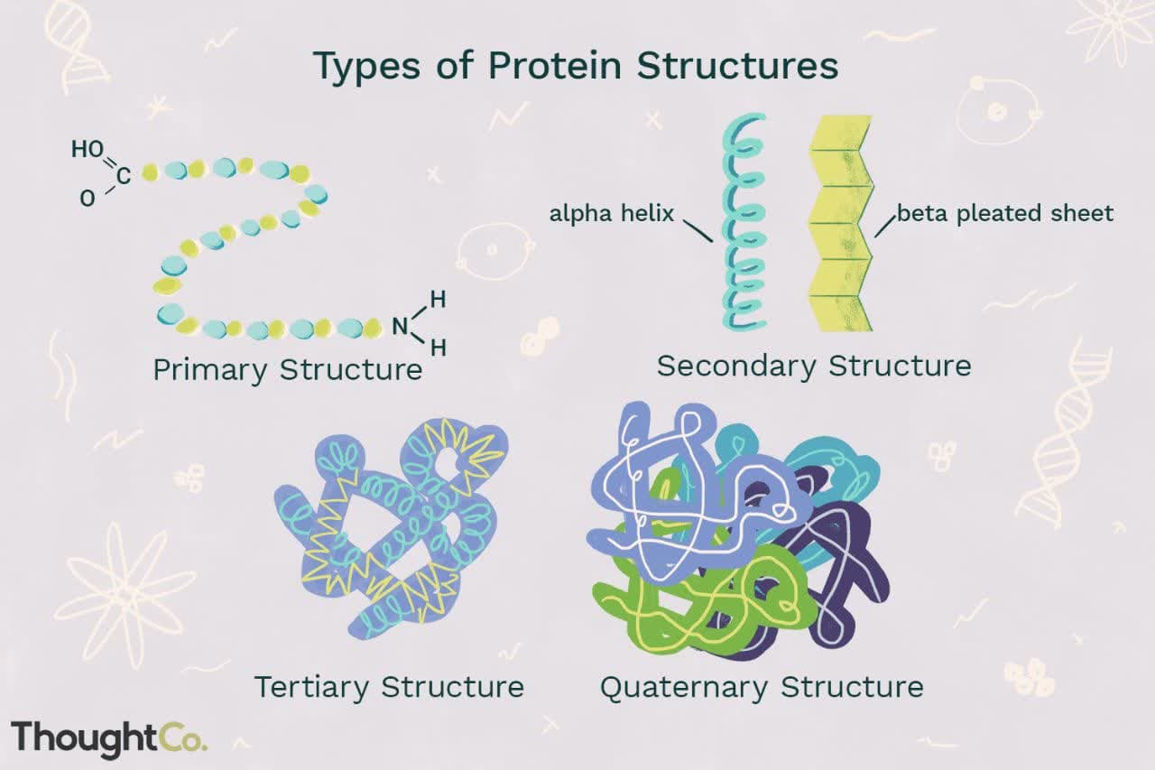 ساختار اول پروتئین شامل: توالی‌های اسیدآمینه است و ساختار دوم پروتئین شامل: صفحات بتا و آلفا هلیکس و ساختار سوم پروتئین شامل: تاخوردگی بیشتر ساختار دوم و تبدیل به حالت کروی است و ساختار چهارم پروتئین در صورت وجود چند زیر واحد به وجود می‌آید.