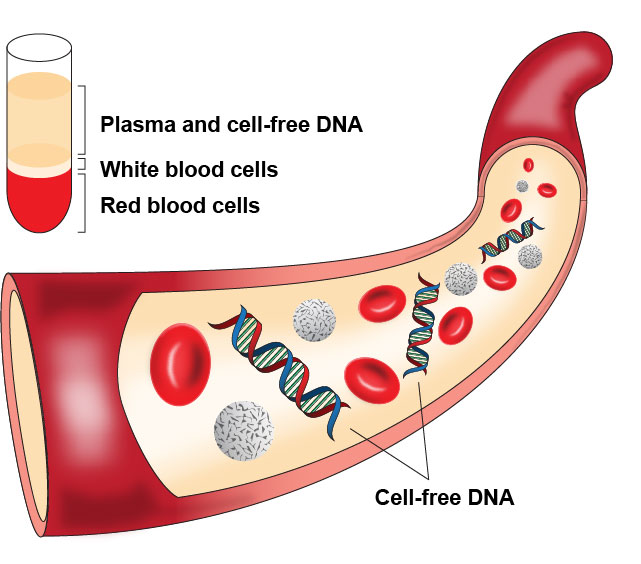 Cell free DNA