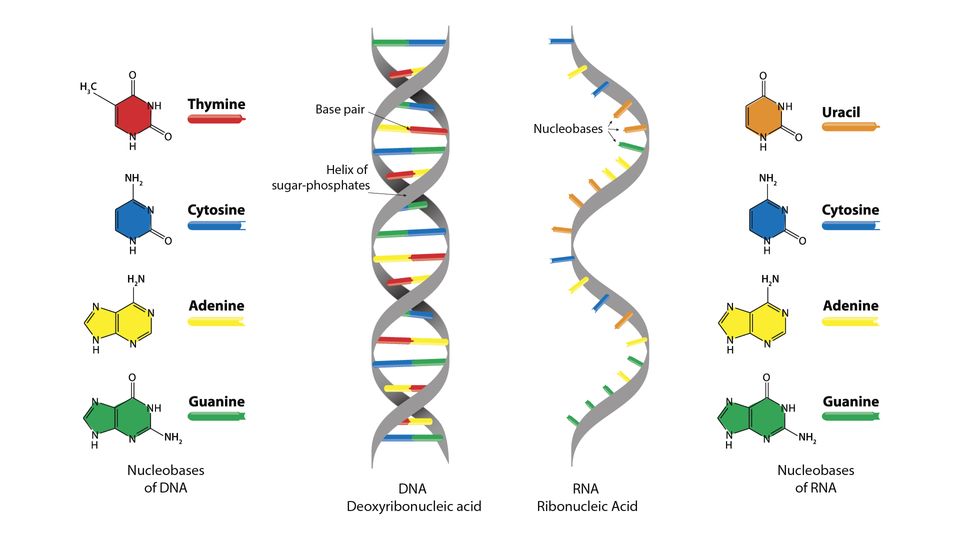 ماکرومولکول حیات بخش RNA و DNA